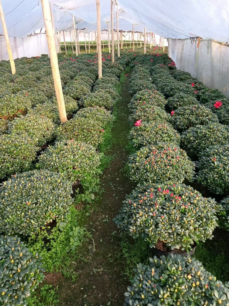 铁红杜鹃花有21-24-30-杯，有需要老板可以联系
