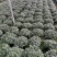 铁红杜鹃花有21-24-30-杯，有需要老板可以联系