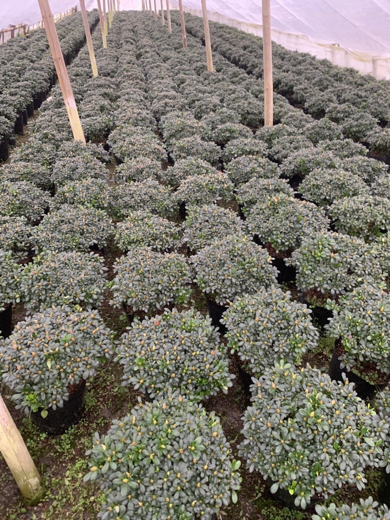铁红杜鹃花有21-24-30-杯，有需要老板可以联系