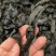 优质水洗烘干海带结无沙无杂质泡发率高易熟干海带结干货
