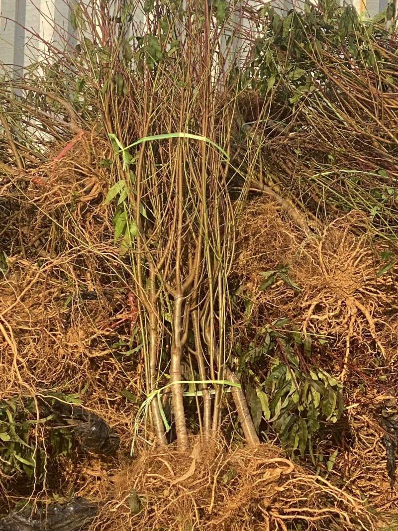 毛桃树苗，有新疆毛苗，青州毛桃，蒙阴毛桃，山毛桃苗