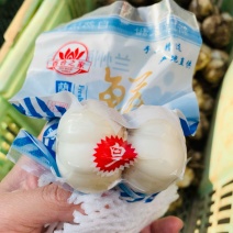 兰州鲜百合25年9月上市新货一件包邮产地直发大两头