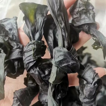 优质水洗烘干海带结无沙无杂质泡发率高易熟干海带结干货