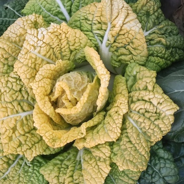 黄心菜