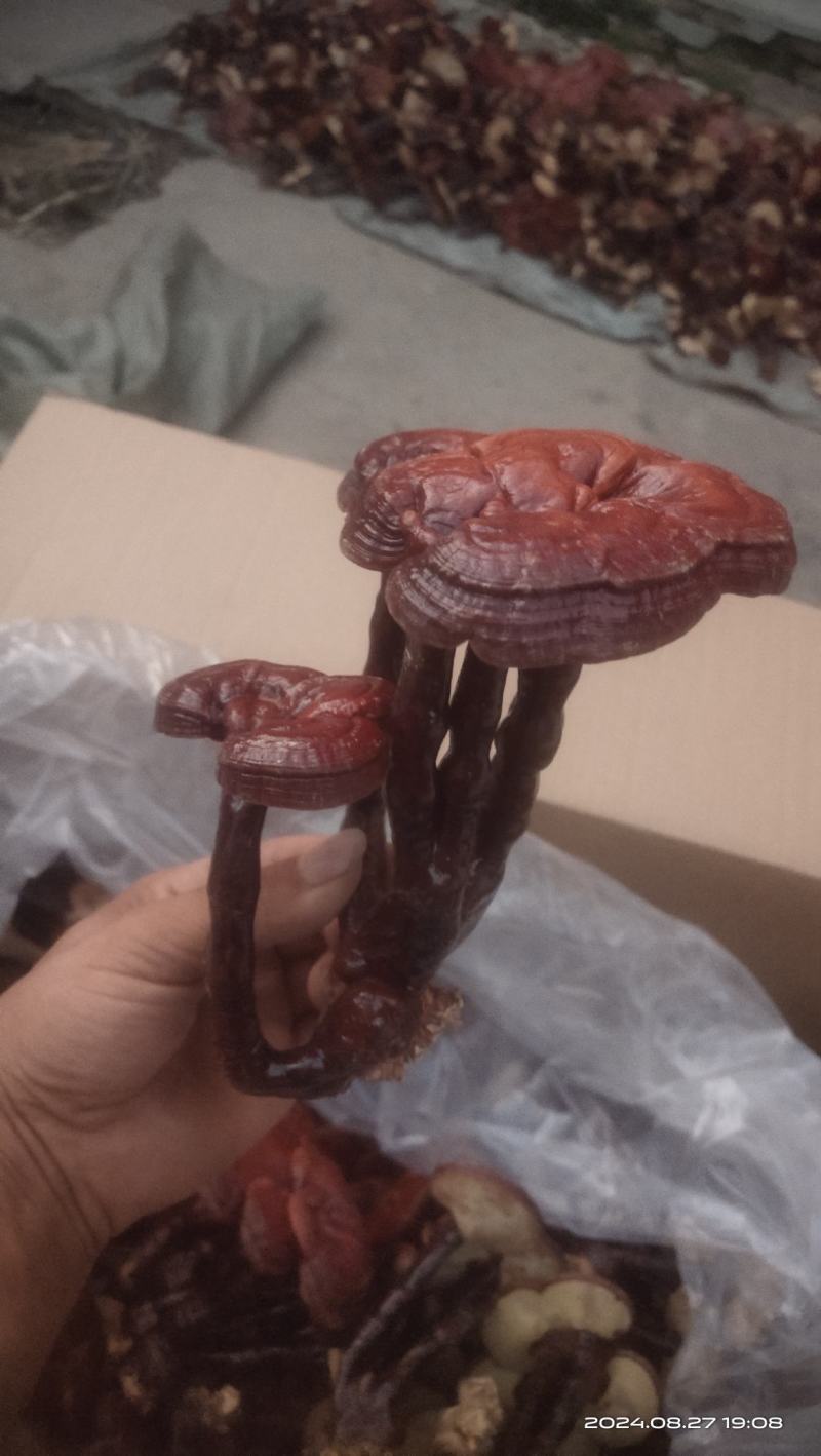 灵芝花观赏灵芝盆景产地直发批发零售量大从优