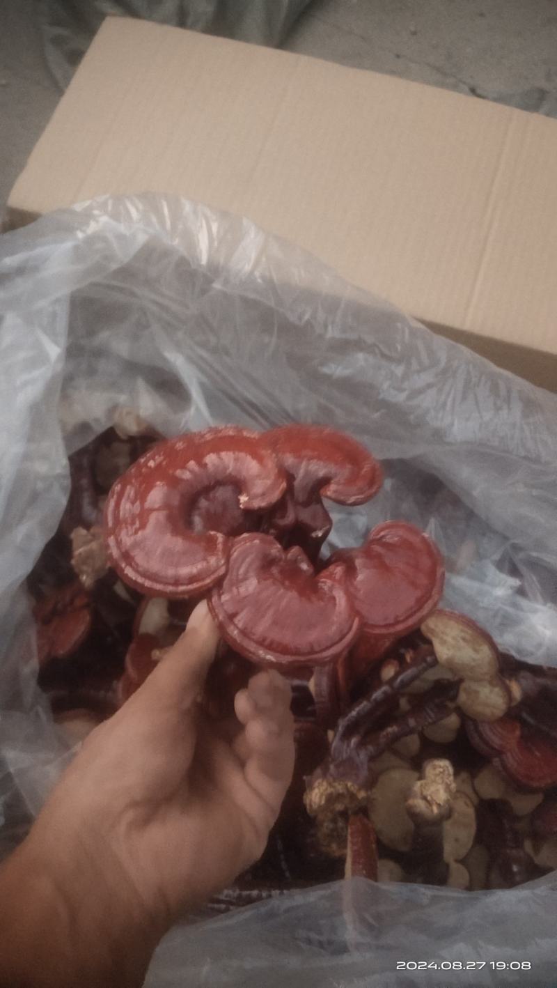 灵芝花观赏灵芝盆景产地直发批发零售量大从优