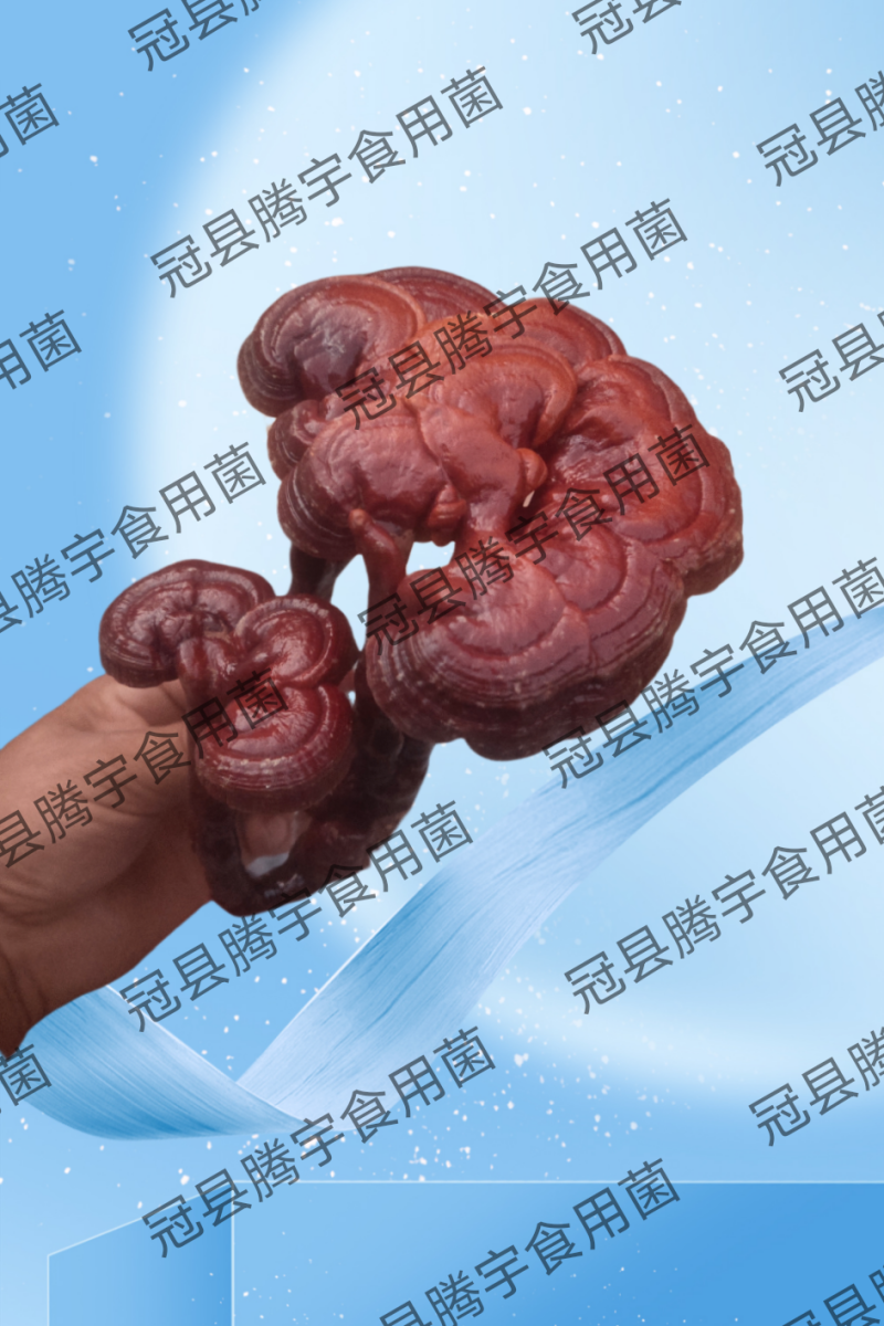 灵芝花观赏灵芝盆景产地直发批发零售量大从优