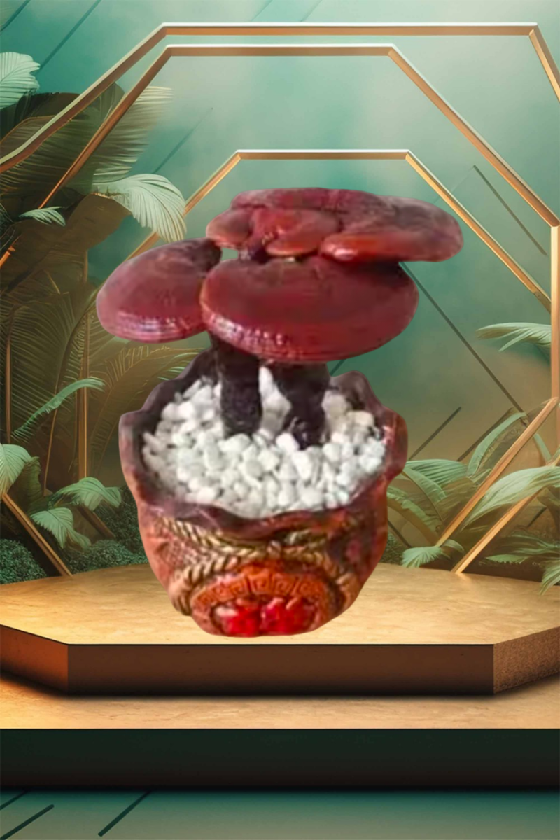 灵芝花观赏灵芝盆景产地直发批发零售量大从优