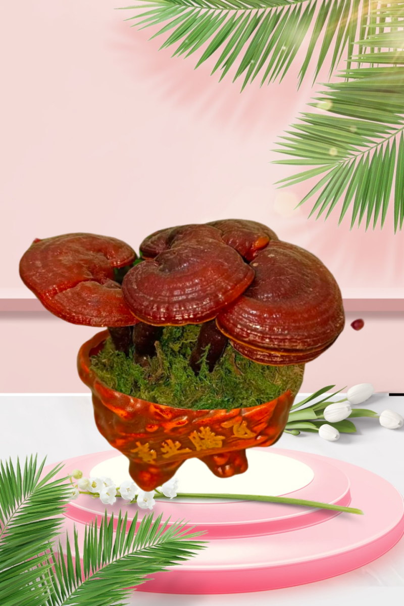 灵芝花观赏灵芝盆景产地直发批发零售量大从优