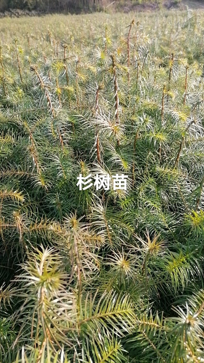 杉树苗