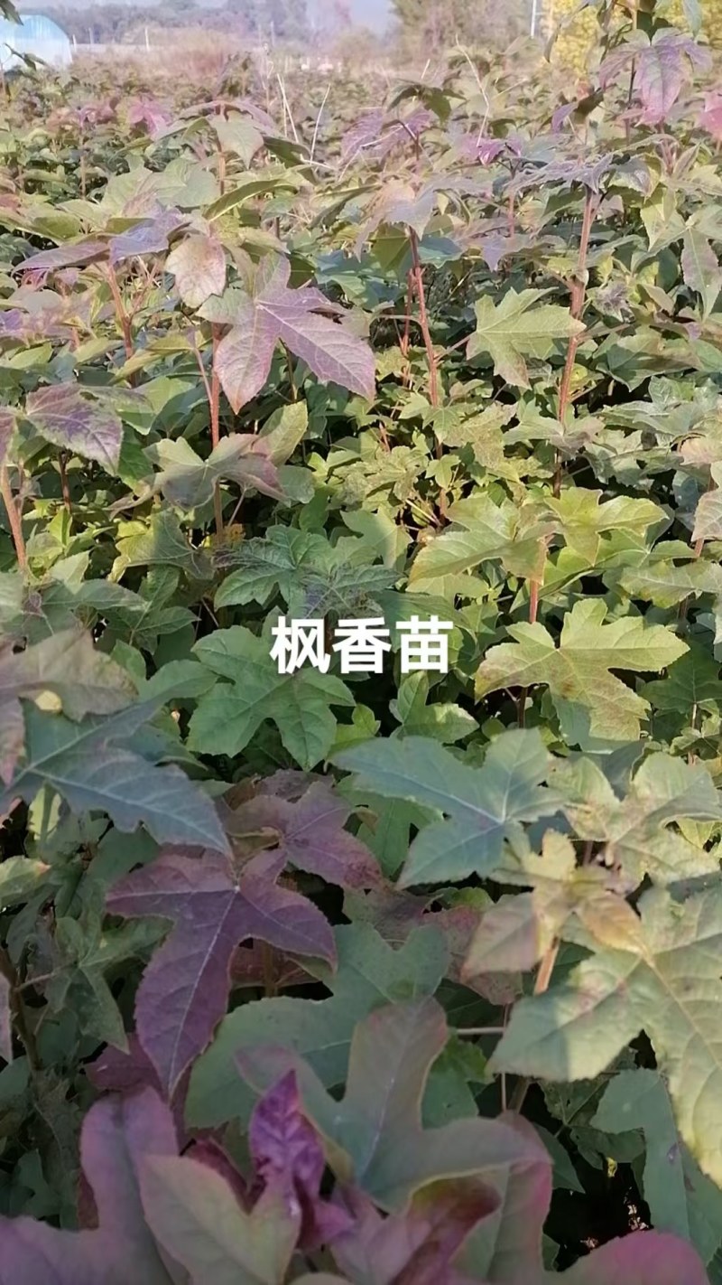 枫香苗