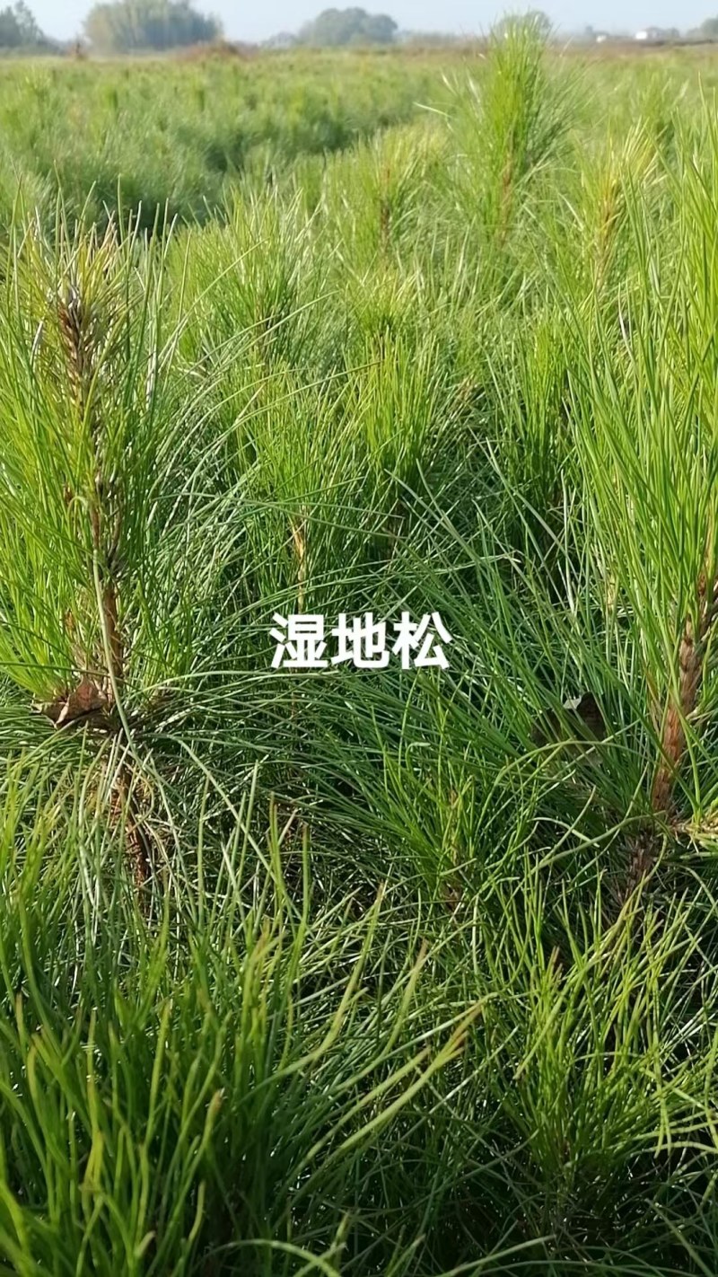 湿地松