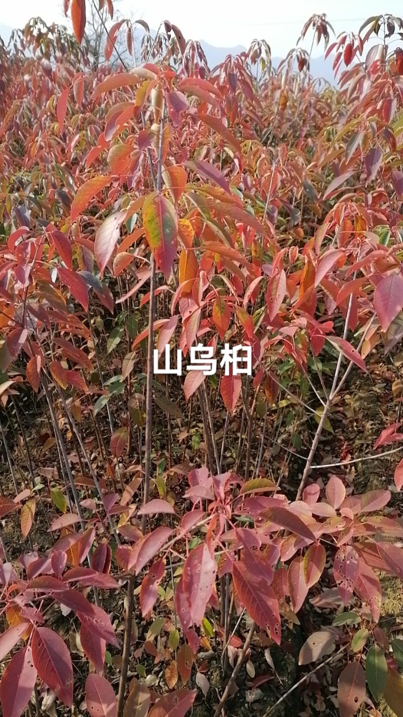 山乌桕
