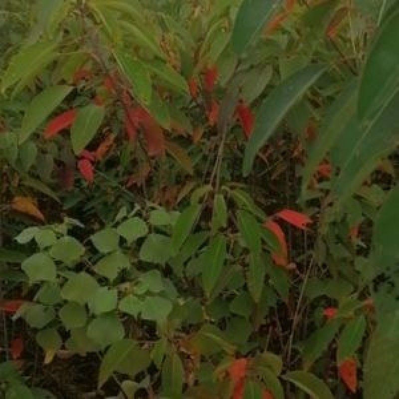 山乌桕