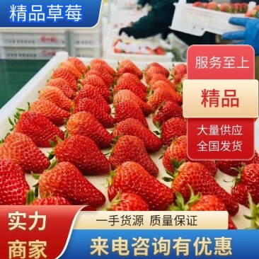 河南宁玉草莓，天仙醉草莓，诚信经营支持售后保正