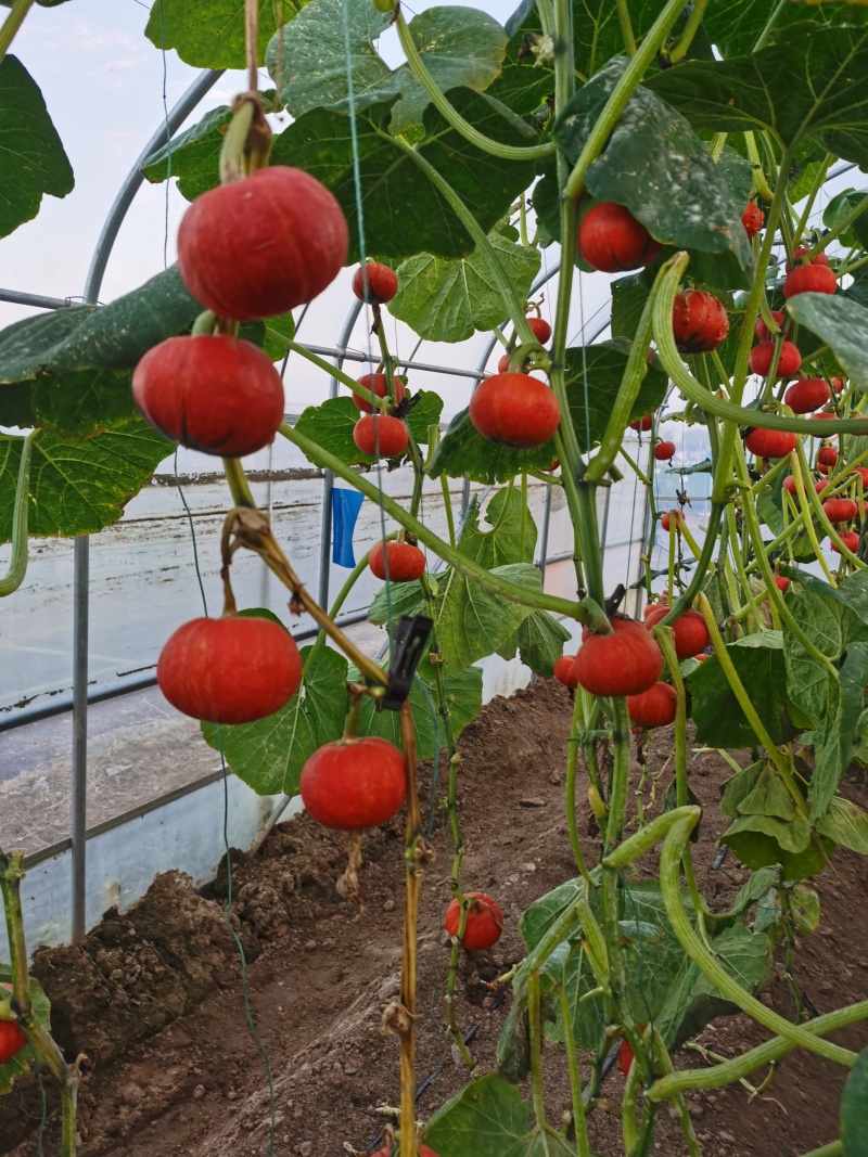 板栗南瓜种子短蔓红缘雌花多结果多成熟后甜甘面粉易种植