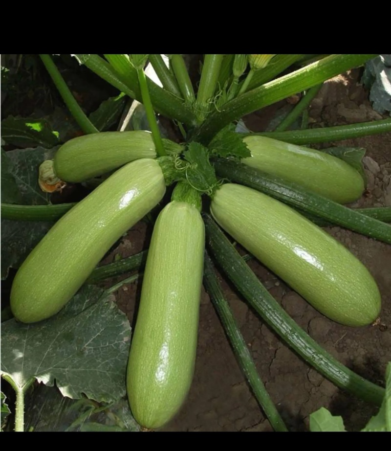 西葫芦种子时田寒翠产量高雌花多油亮嫩绿采收早
