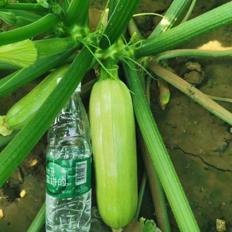 西葫芦种子时田寒翠产量高雌花多油亮嫩绿采收早