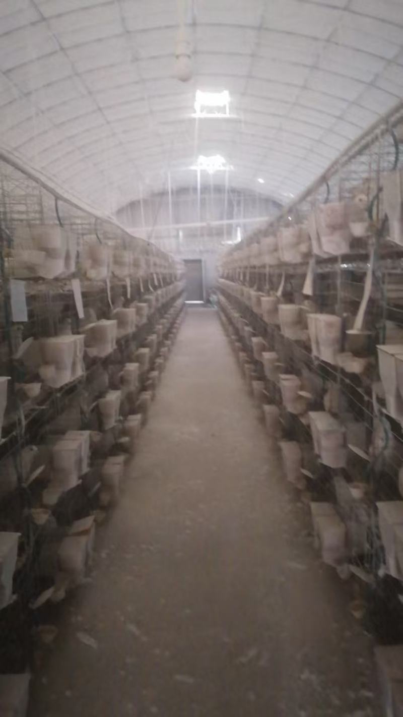 河北精品鸽子蛋批发产地直发现捡现发量大优惠