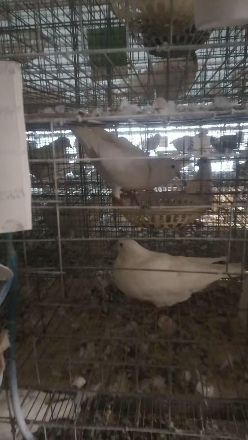 河北精品鸽子蛋批发产地直发现捡现发量大优惠