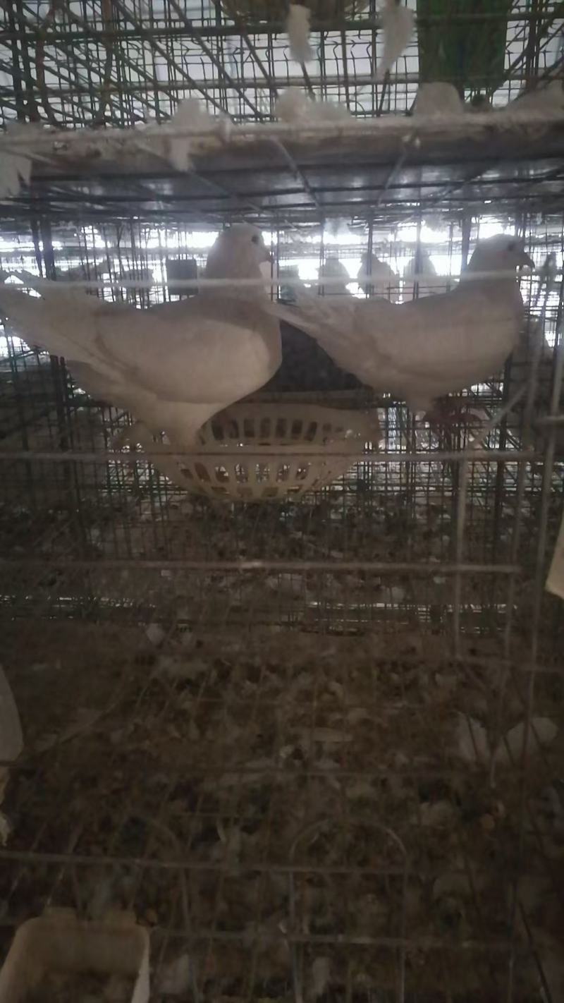 河北精品鸽子蛋批发产地直发现捡现发量大优惠
