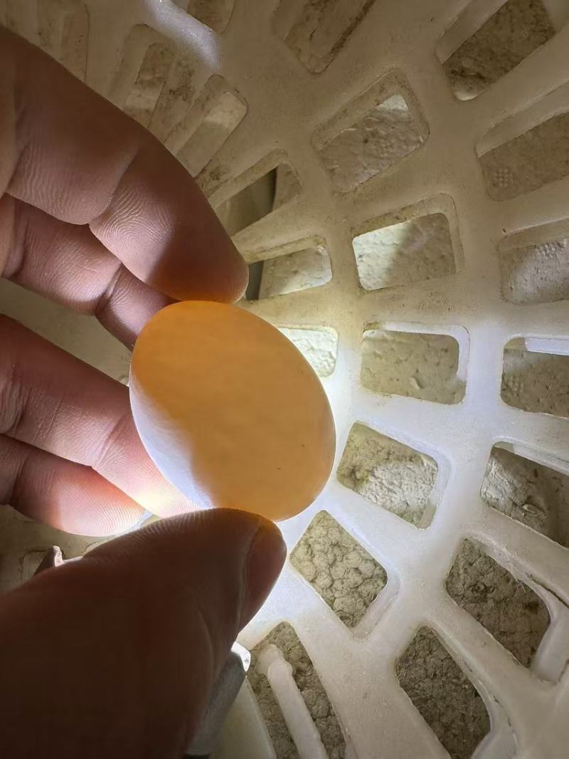 河北精品鸽子蛋批发产地直发现捡现发量大优惠