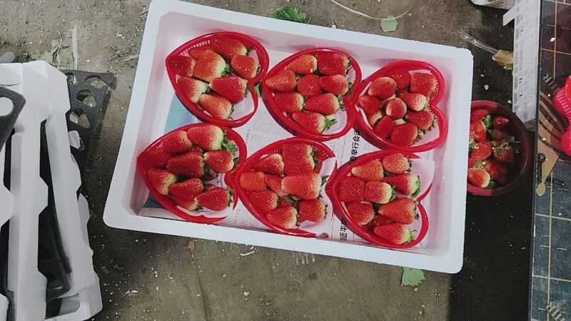 妙香香野联盟等草莓大量批发电商市场商超货源充足