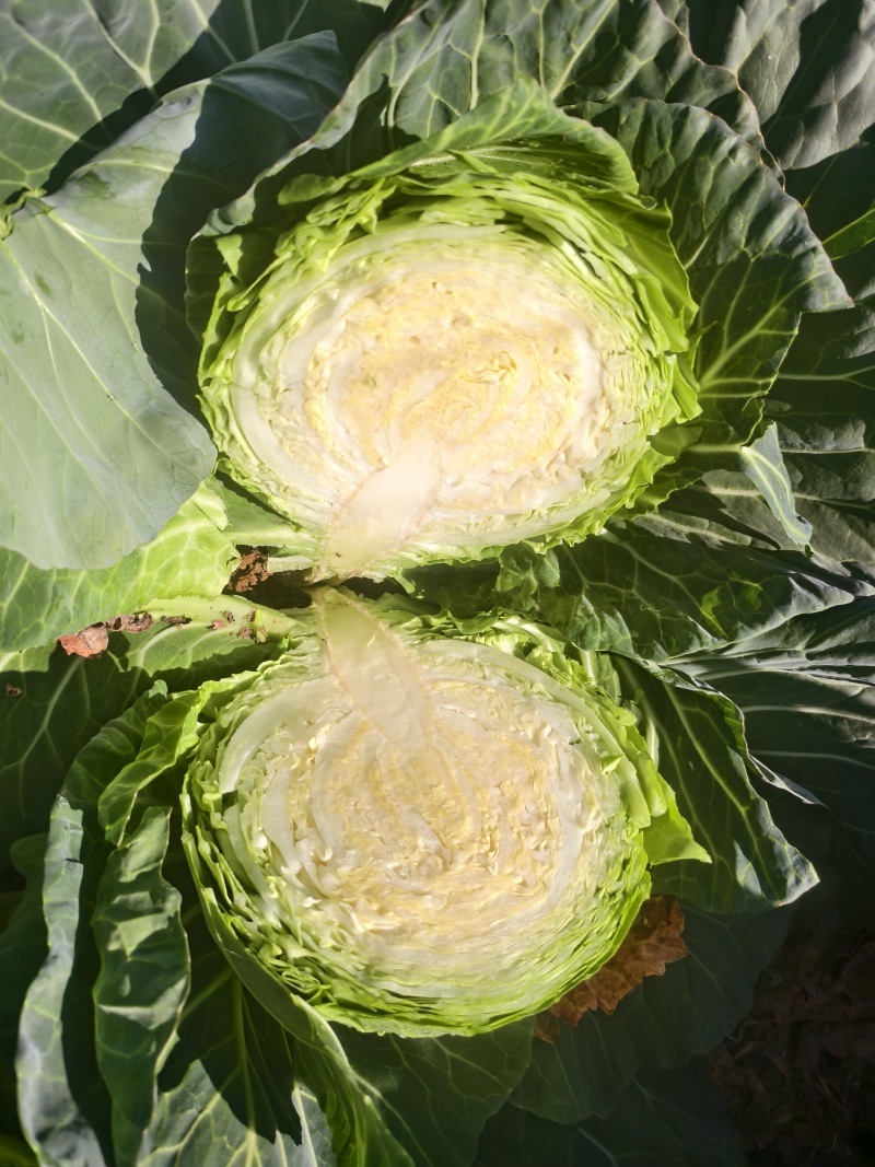 云南包菜.甘蓝.铁头大包菜大量上市需要联系