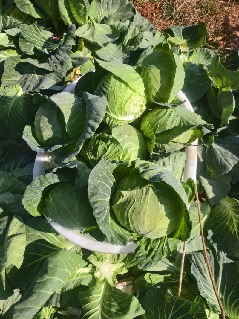 云南包菜.甘蓝.铁头大包菜大量上市需要联系