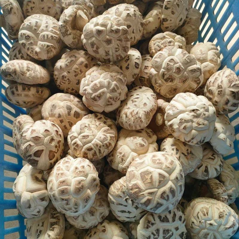 香菇产地，干香菇，花菇，农户直销，各种精选规格香菇