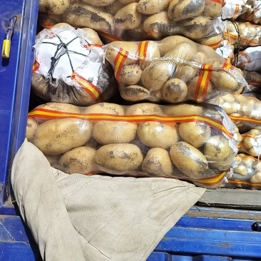 精品大土豆荷兰十五土豆河北产地直发，量大从优