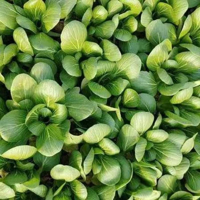 自产自销精品小青菜