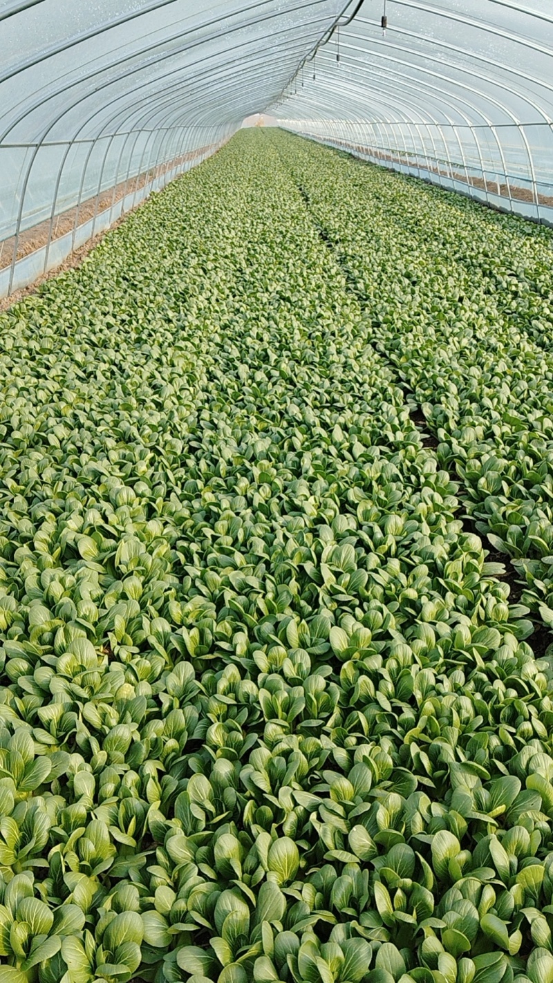 自产自销精品小青菜