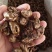 蝉蜕新蝉蜕沙地货水洗无硫***爬蚱皮统货蝉蜕假一赔十
