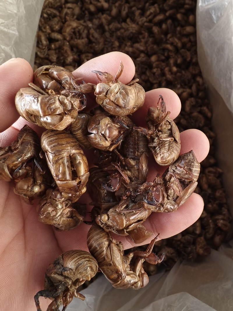 蝉蜕新蝉蜕沙地货水洗无硫***爬蚱皮统货蝉蜕假一赔十