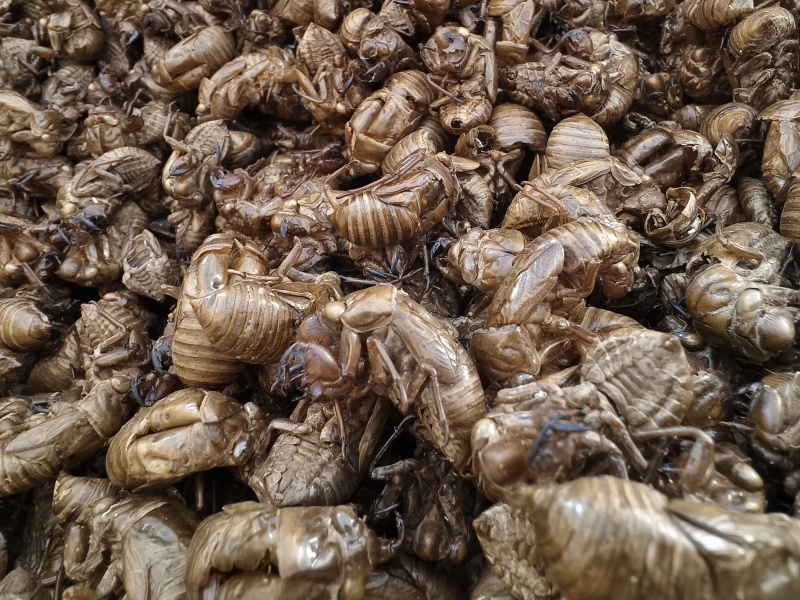 蝉蜕新蝉蜕沙地货水洗无硫***爬蚱皮统货蝉蜕假一赔十