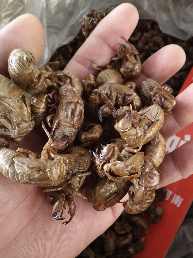 蝉蜕新蝉蜕沙地货水洗无硫***爬蚱皮统货蝉蜕假一赔十