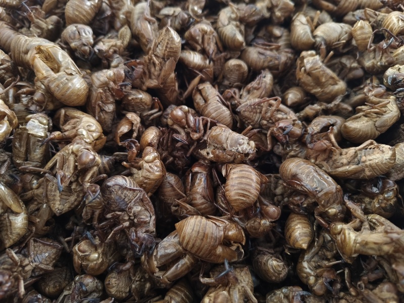 蝉蜕新蝉蜕沙地货水洗无硫***爬蚱皮统货蝉蜕假一赔十