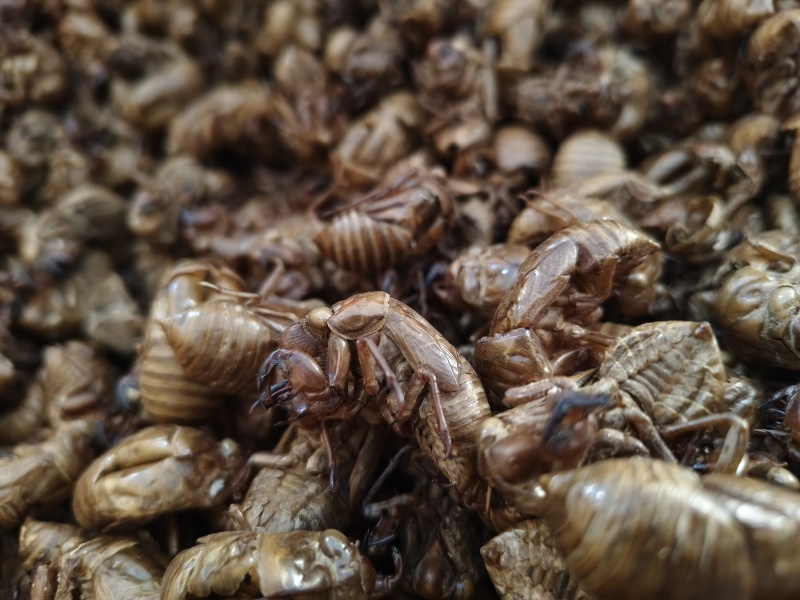蝉蜕新蝉蜕沙地货水洗无硫***爬蚱皮统货蝉蜕假一赔十