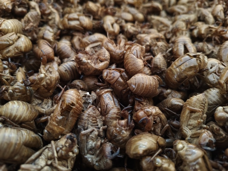 蝉蜕新蝉蜕沙地货水洗无硫***爬蚱皮统货蝉蜕假一赔十