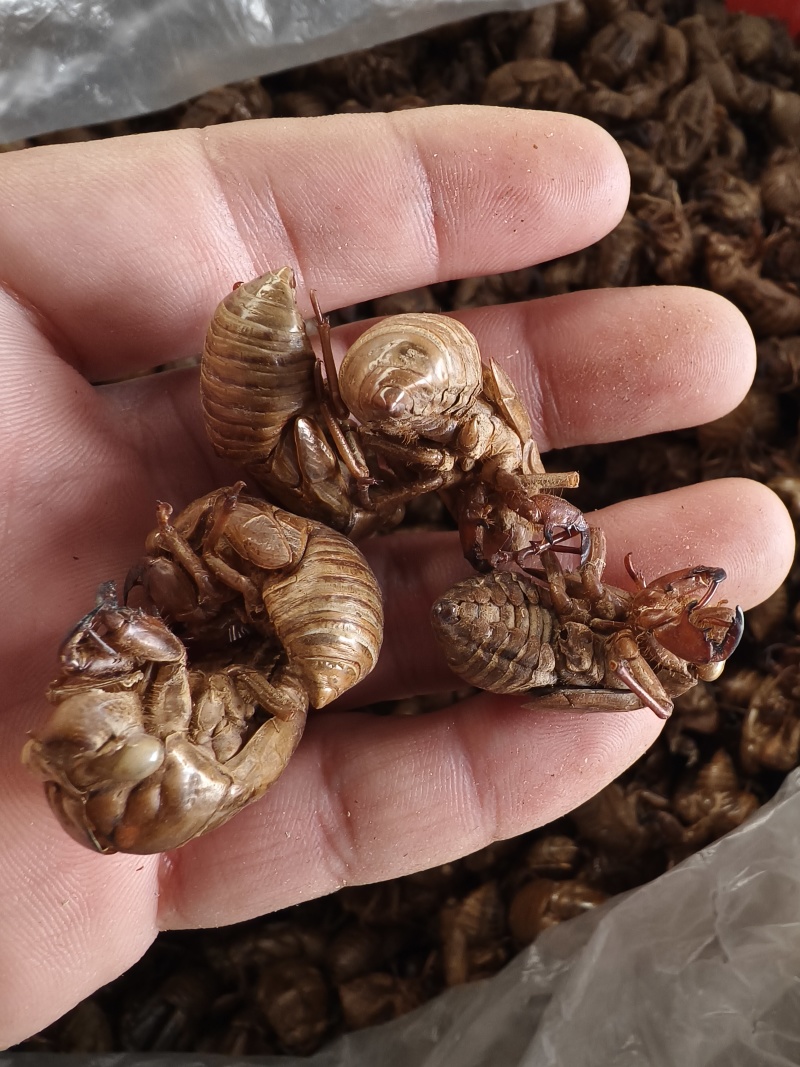 蝉蜕新蝉蜕沙地货水洗无硫***爬蚱皮统货蝉蜕假一赔十