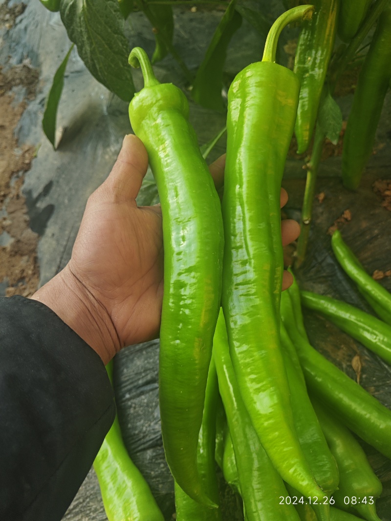 青尖椒，量大者长期合作的朋友提前联系！产地发货，代发全国
