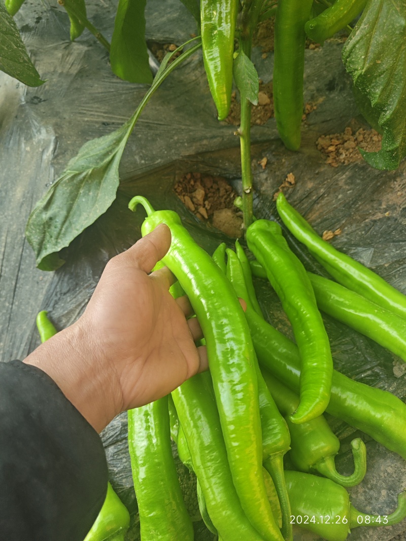 青尖椒，量大者长期合作的朋友提前联系！产地发货，代发全国