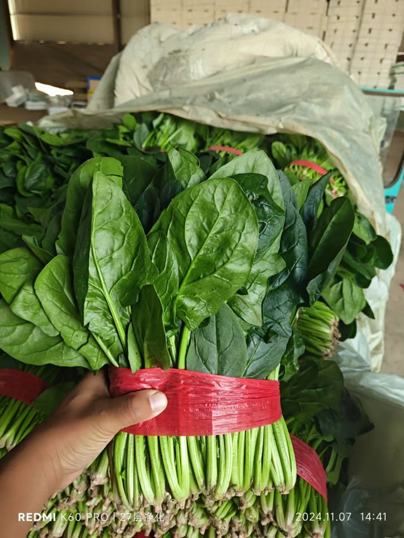 聊城大把小把菠菜产地直供安需包装对接商超欢迎来电