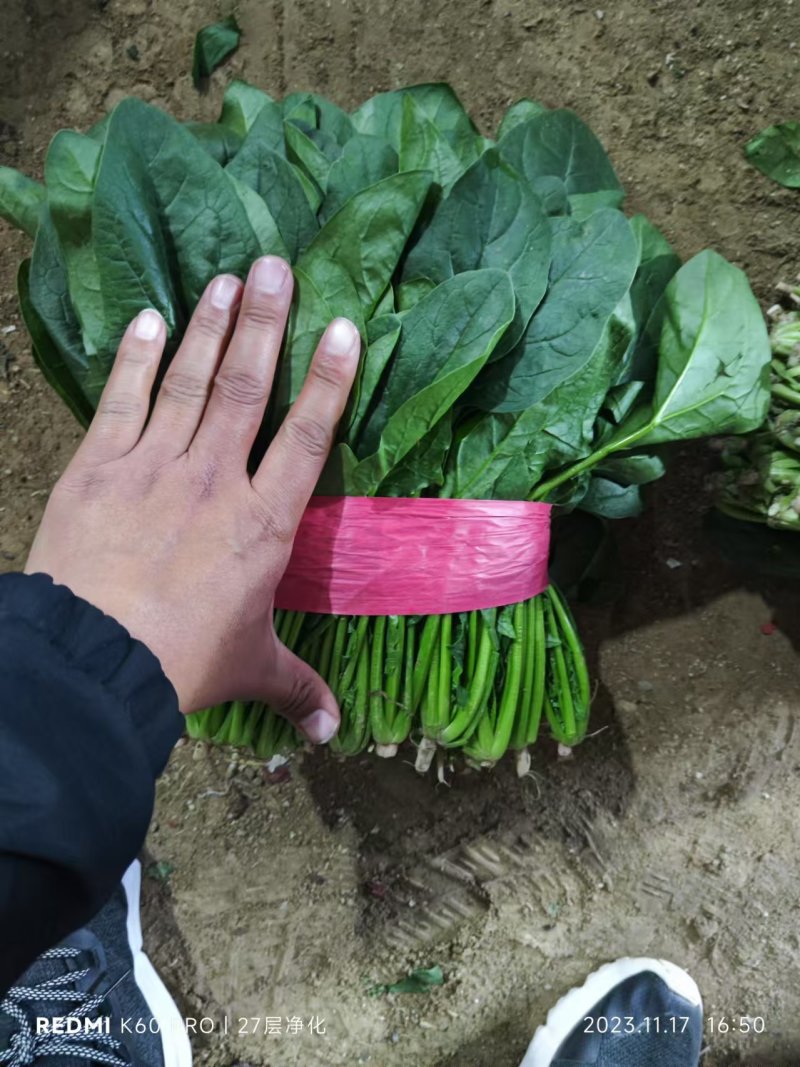 聊城大把小把菠菜产地直供安需包装对接商超欢迎来电