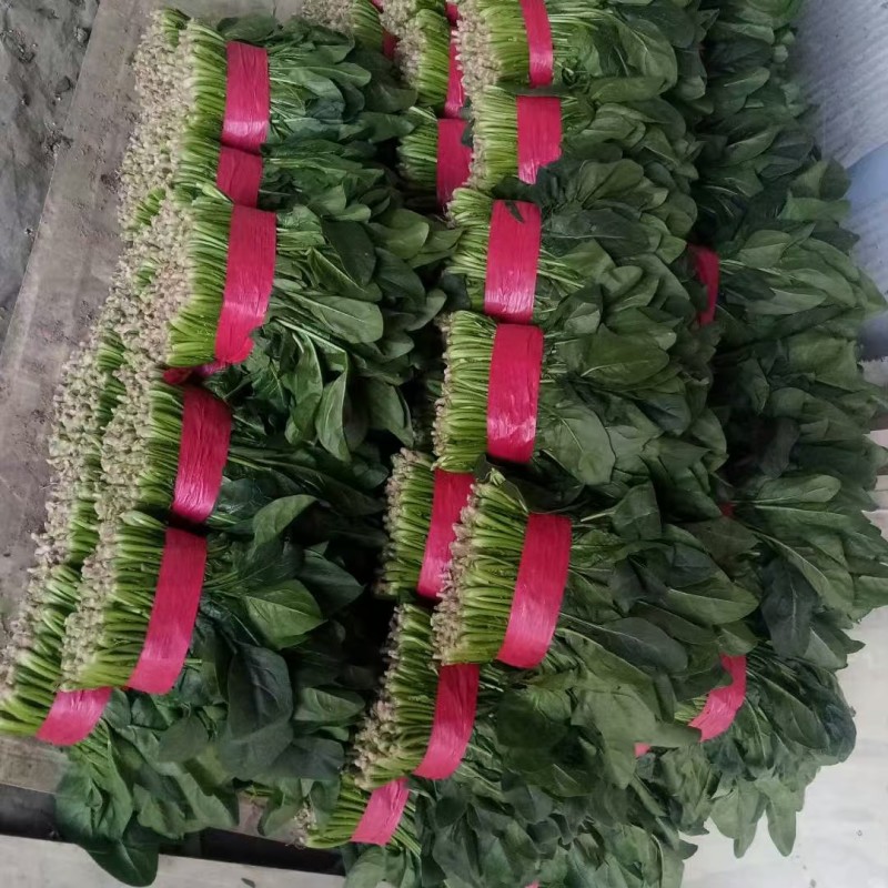 聊城大把小把菠菜产地直供安需包装对接商超欢迎来电