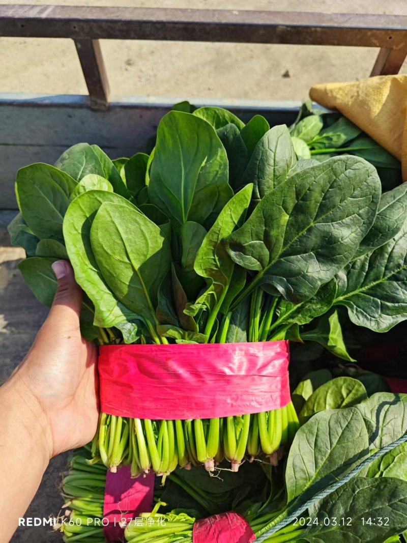 聊城大把小把菠菜产地直供安需包装对接商超欢迎来电