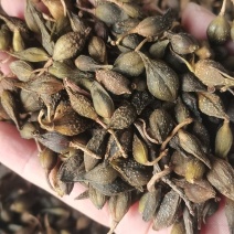 连翘青翘黄翘老翘干货各种中药材