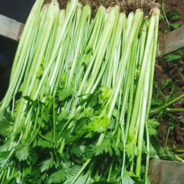 新鲜沂水西芹，产地直供，品质保证，**特惠，快来选购！