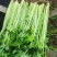 新鲜沂水西芹，产地直供，品质保证，**特惠，快来选购！
